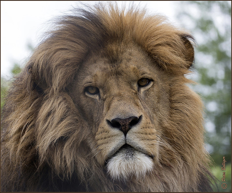 Barbary Lion