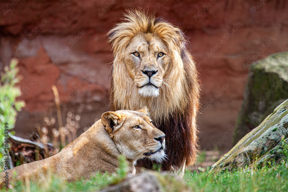 Barbary Lion